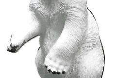 2B-16 (Polar)