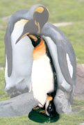 Bird11Lg