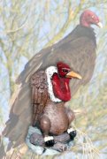 Bird14Lg