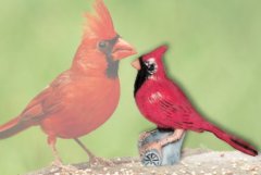 Bird18Lg