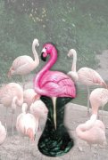 Bird1Lg