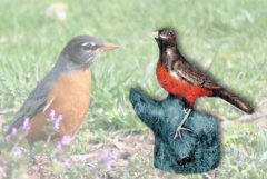 Bird20Lg