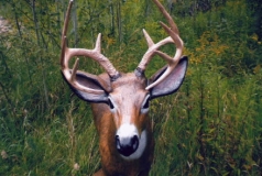 Deer38Lg
