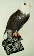 12B-06 Sm-Perch-Eagle
