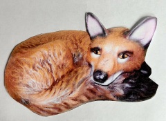 Curled-Fox
