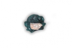 Frogs9Lg