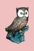 Medium Owl