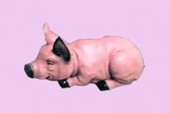 Pig16Lg