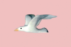 Seagull10Lg