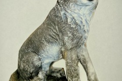 Med-Sitting-Wolf